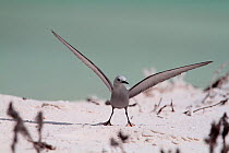 Blue-grey noddy (Procelsterna cerulea) with wings outstretched. Christmas Island, July