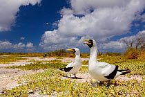 Masked booby (Sula dactylatra) pair on beach, one calling, Christmas Island, Indian Ocean, July