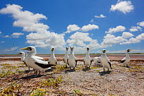 Masked boobies (Sula dactylatra) on the ground, Christmas Island, Indian Ocean, July