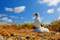 Masked booby (Sula dactylatra) parent shading chick from harsh sunlight at nest, Christmas Island, Indian Ocean, July