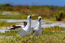 Masked booby (Sula dactylatra) mating pair deciding where to lay their eggs, which they do directly on the ground, Christmas Island, Indian Ocean, July