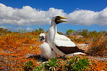 Masked booby (Sula dactylatra) parent and young with beaks gaping to cool down in harsh sunlight, Christmas Island, Indian Ocean, July