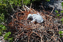 Lesser frigatebird (Fregata ariel) chicks are covered with white feathers to protect themselves from the heat of the sun, Christmas Island, Indian Ocean, July
