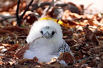 Red tailed tropicbird (Phaethon rubicauda) portrait of chick in nest, Christmas Island, Indian Ocean, July
