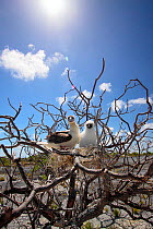 Red footed booby (Sula sula) parent with chick in tree where they nested, chick is covered in white feathers as protection against heat of the sun, Christmas Island, Indian Ocean, July