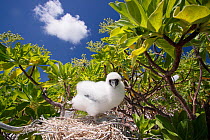 Red footed booby (Sula sula) chick in tree nest, covered in white feathers as protection against heat of the sun, Christmas Island, Indian Ocean, July