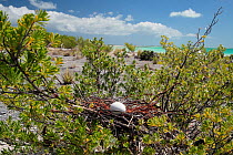 Lesser frigatebird (Fregata ariel) solitary egg in nest on top of shrub, Christmas Island, Indian Ocean, July