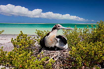 Lesser frigatebird (Fregata ariel) female sheltering chick from harsh sunlight, shading with wing, in nest on top of shrub near beach, Christmas Island, Indian Ocean, July