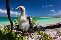 Red footed booby (Sula sula) brooding egg on nest in tree by beach, Christmas Island, Indian Ocean, July