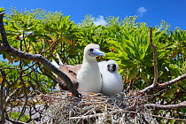 Red footed booby (Sula sula) parent with chick in tree nest, chick is covered with white feathers to protect against heat of sun, Christmas Island, Indian Ocean, July