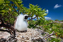 Red footed booby (Sula sula) chick in tree nest, chick is covered with white feathers to protect against heat of sun, Christmas Island, Indian Ocean, July