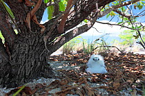 Red tailed tropicbird (Phaethon rubicauda) large chick waiting in nest on ground for parents to return with food, Christmas Island, Indian Ocean, July