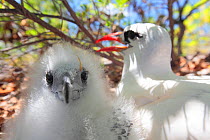 Red tailed tropicbird (Phaethon rubicauda) parent returns to feed large chick in nest, Christmas Island, Indian Ocean, July