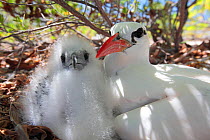 Red tailed tropicbird (Phaethon rubicauda) parent returns to feed large chick in nest, Christmas Island, Indian Ocean, July