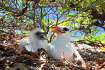 Red tailed tropicbird (Phaethon rubicauda) parent about to feed large chick in nest, Christmas Island, Indian Ocean, July