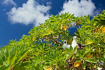 Red footed booby (Sula sula) parent with chick in tree nest, chicks covered in white feathers to protect against heat of sun, Christmas Island, Indian Ocean, July