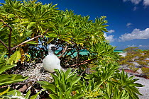 Red footed booby (Sula sula) chick at nest in tree, covered in white feathers as protection against heat of sun, Christmas Island, Indian Ocean, July