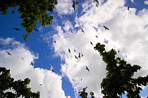 Looking up at flocks of birds flying above the trees  on Christmas Island, a coral island, Indian Ocean, July