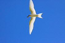 White tern (Gygis alba) parent flying back to nest with small fish catch, to feed chick, Christmas Island, Indian Ocean, July