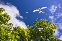 White terns (Gygis alba) flying overhead, Christmas Island, Indian Ocean, July