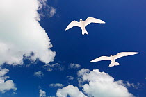 White terns (Gygis alba) pair flying, Christmas Island, Indian Ocean, July