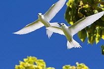 White terns (Gygis alba) pair in flight, Christmas Island, Indian Ocean, July