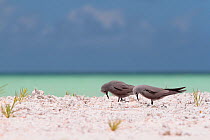 Blue-grey noddies (Procelsterna cerulea) on shore, Christmas Island, July