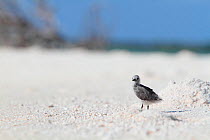 Blue-grey noddy (Procelsterna cerulea) chick alone on a beach. Christmas Island. July