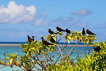 White capped / Black noddy (Anous minutus) and Brown noddy (Anous stolidus) resting on tree, Christmas Island, Indian Ocean, July
