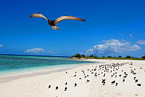 Sooty tern (Onychoprion fuscatus) chicks leaving nests to start flight training on beach, Christmas Island, Indian Ocean, July