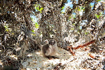 Blue-grey noddy (Procelsterna cerulea) chick in the nest, in bushes near to the beach, Christmas Island, July
