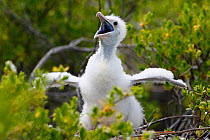 Lesser frigatebird (Fregata ariel) chick calling to parents, white feathers are to protect from heat of sun, Christmas Island, Indian Ocean, July
