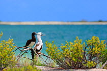 Brown booby (Sula leucogaster) male parent and chick, at coast, Christmas Island, Indian Ocean, July