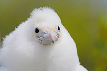 Lesser frigatebird (Fregata ariel) chick portrait, covered in downy white feathers to protect from heat of sun, Christmas Island, Indian Ocean, July