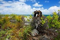Lesser frigatebird (Fregata ariel) nesting on top of shrub with Red tailed tropicbird (Phaethon rubicauda) nesting directly on ground below, Christmas Island, Indian Ocean, July