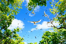 White terns (Gygis alba) flying into forest to nest, Christmas Island, Indian Ocean, July