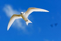 White tern (Gygis alba) flying overhead, Christmas Island, Indian Ocean, July