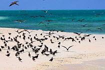 Sooty terns (Onychoprion fuscatus) chicks have left nest to start learning how to fly on beach, Christmas Island, Indian Ocean, July