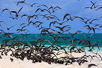 Sooty terns (Onychoprion fuscatus) chicks have left nests to start learning how to fly on beach, Christmas Island, Indian Ocean, July