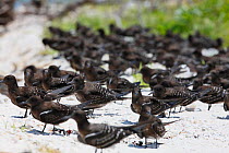Sooty terns (Onychoprion fuscatus) chicks have left nests to start learning how to fly on beach, Christmas Island, Indian Ocean, July
