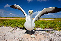 Masked booby (Sula dactylatra) returning to brood solitary egg on ground nest, Christmas Island, Indian Ocean, July