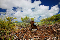 Brown booby (Sula leucogaster) male incubating egg at ground nest site, Christmas Island, Indian Ocean, July