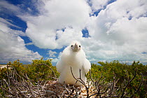 Lesser frigatebird (Fregata ariel) chick at nest, covered in white feathers as protection against heat of sun, Christmas Island, Indian Ocean, July