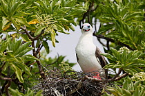 Red footed booby (Sula sula) nesting in tree, Christmas Island, Indian Ocean, July