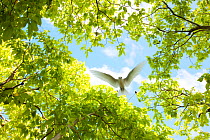 White tern (Gygis alba) flying back to nest in the woods on Christmas Island, Indian Ocean, July