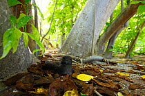 Phoenix Petrel (Pterodroma alba) incubating; this species lays their eggs directly on the ground. Christmas Island, July
