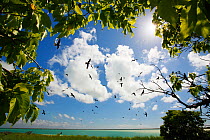 Birds gathering around the only small bit of forest to be found on an island made of coral, Christmas Island, Indian Ocean, July