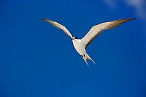 Sooty tern (Onychoprion fuscatus) in flight, Christmas Island, Indian Ocean, July