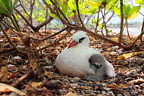 Red tailed tropicbird (Phaethon rubicauda) protective parent with chick at nest on ground, Christmas Island, Indian Ocean, July
