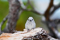 White tern (Gygis alba) newly hatched chick, about the size of a thumb, Christmas Island, Indian Ocean, July